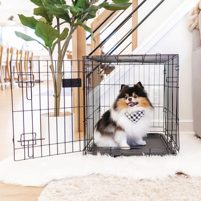 Safe Haven Foldable Single Door Metal Dog Crate, Small, 24.0